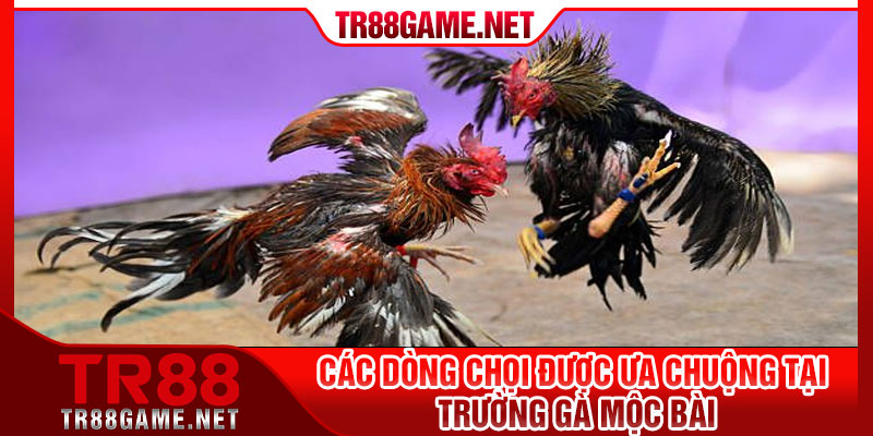 Các dòng chọi được ưa chuộng tại trường gà Mộc Bài