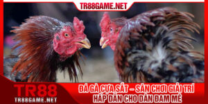 Da Ga Cua Sat – San Choi Giai Tri Hap Dan Cho Dan Dam Me