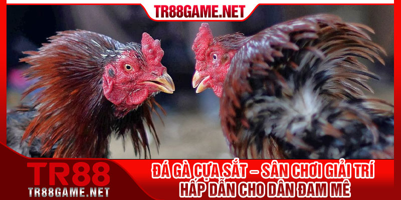 Da Ga Cua Sat – San Choi Giai Tri Hap Dan Cho Dan Dam Me