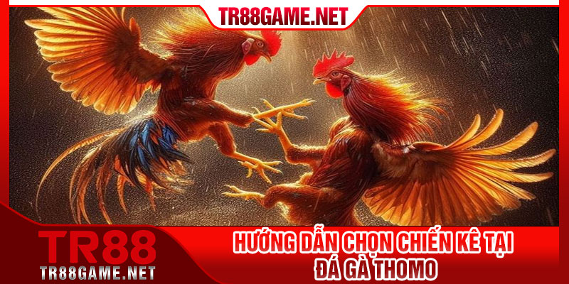 Hướng Dẫn Chọn Chiến Kê Tại Đá Gà Thomo