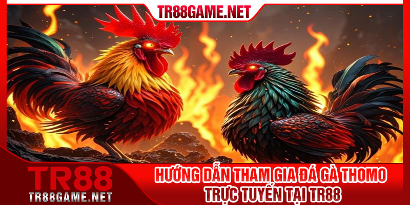 Hướng Dẫn Tham Gia Đá Gà Thomo Trực Tuyến Tại TR88