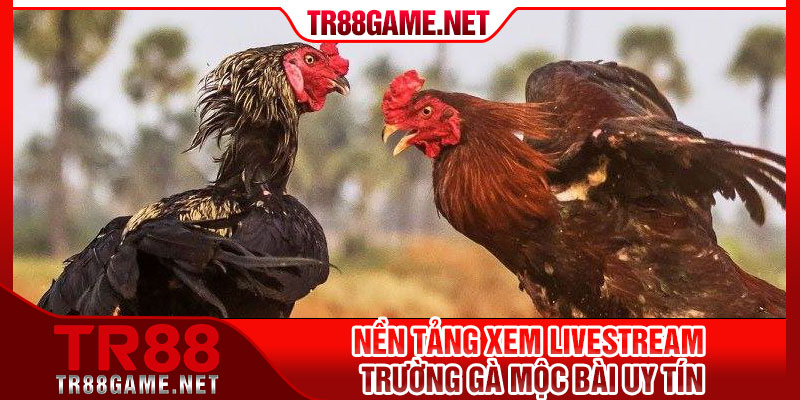 Nền tảng xem livestream trường gà Mộc Bài uy tín
