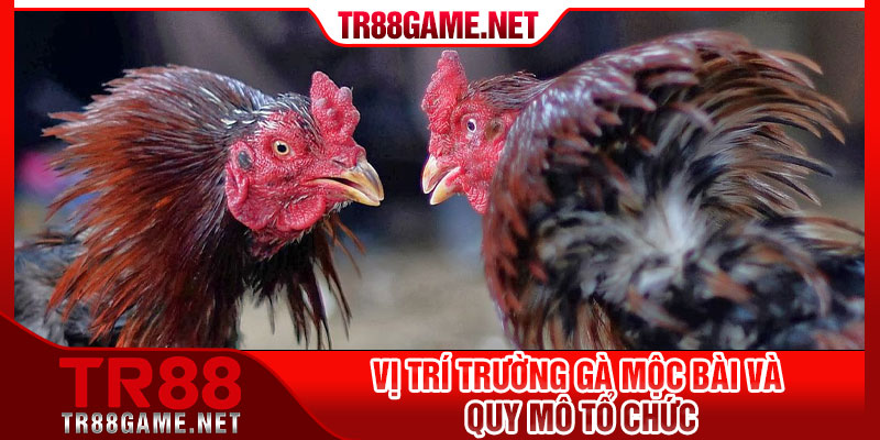 Vị trí trường gà Mộc Bài và quy mô tổ chức